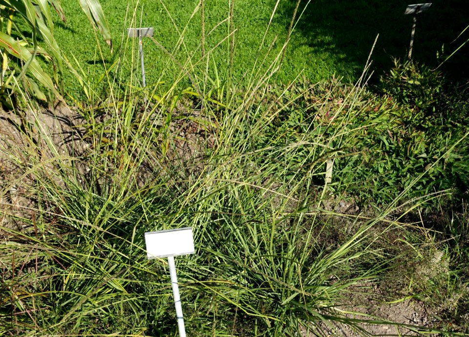 Sporobolus indicus - Bergianska trädgården - Stockholm, Sweden - DSC00559