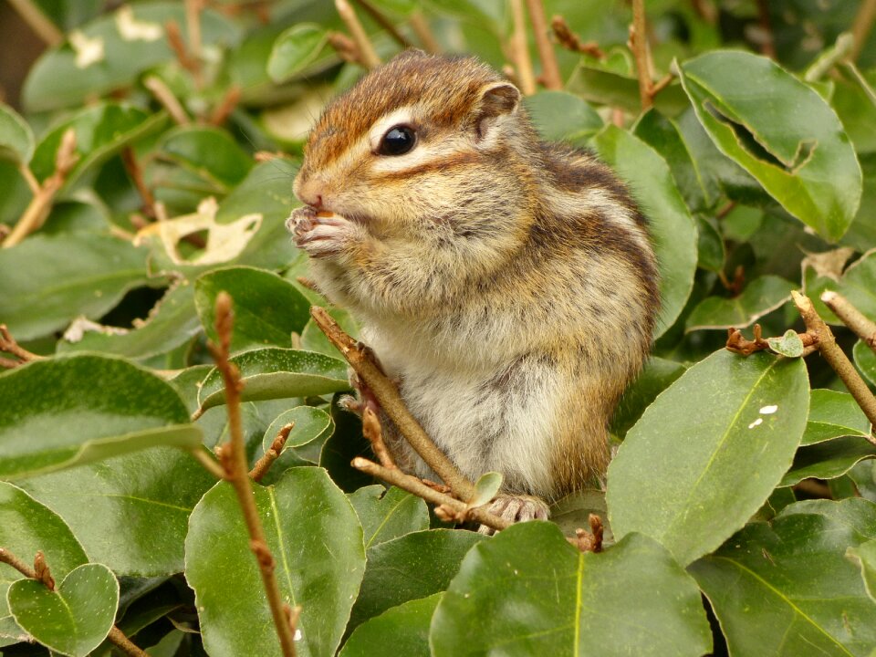 Animal squirrel patrol