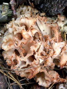 Sparassis crispa 99027899