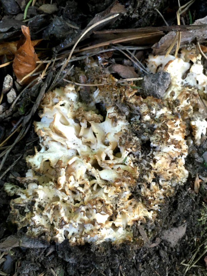 Sparassis crispa 96748197