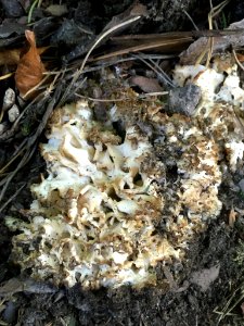 Sparassis crispa 96748197