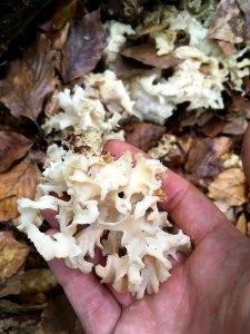 Sparassis crispa 98390535