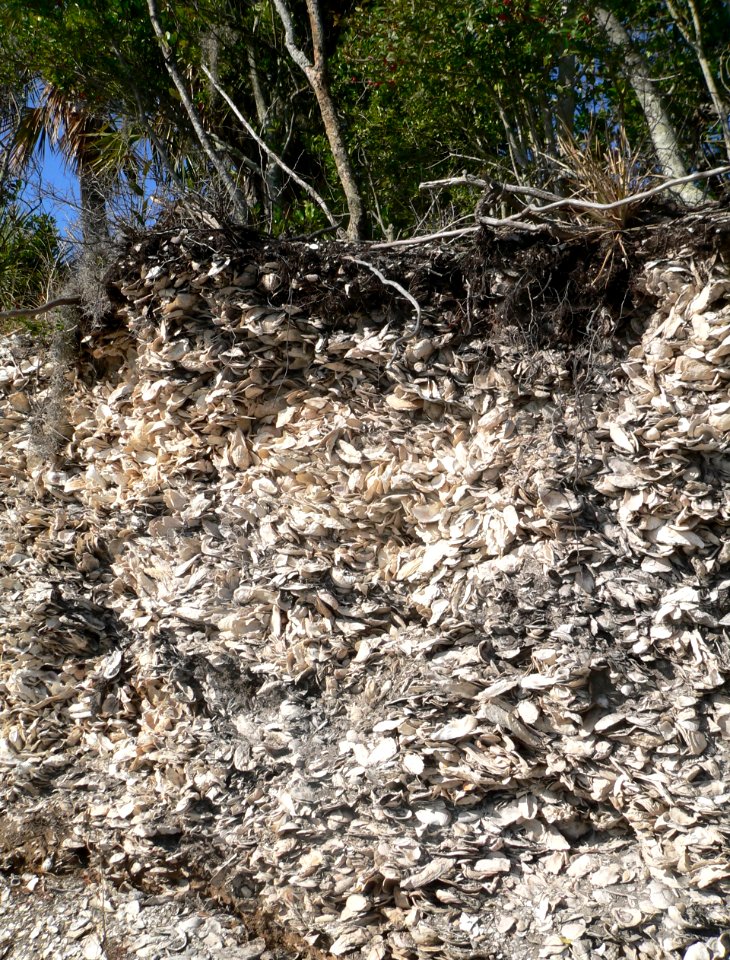 Spanish Mount (Edisto Beach SP) detail 2