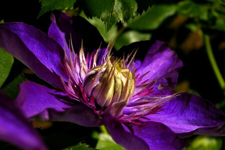 Close up violet flower photo
