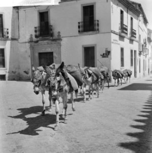 Spanje, ezeltjes dragen zand, Bestanddeelnr 918-0137