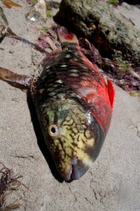 Sparisoma viride in Margarita island 000