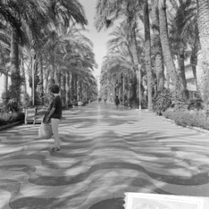 Spanje, palmenboulevard in Alicante, Bestanddeelnr 918-0143