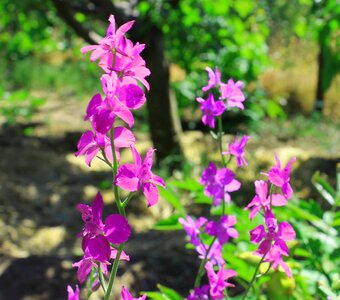 Purple dacha nature