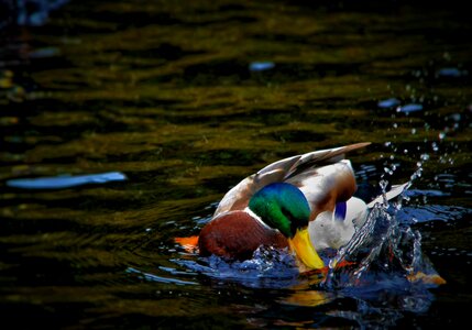Splash beak nature