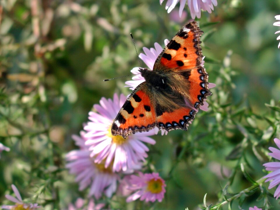 Nature animal blossom