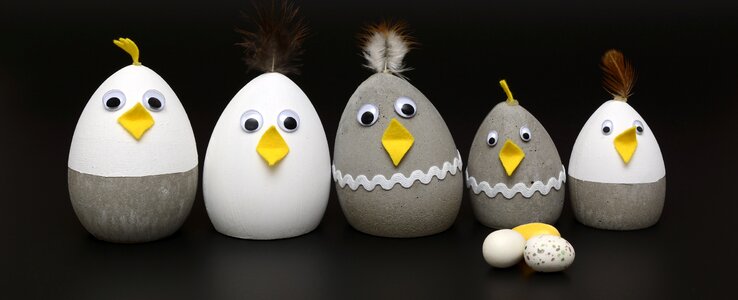 Chickens grey and white feather