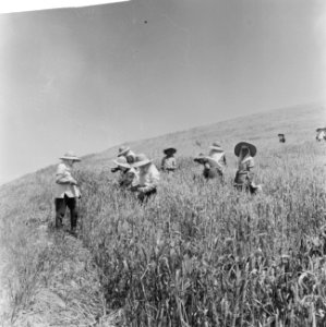 Spanje, landbouw, oogsten, Bestanddeelnr 918-0114