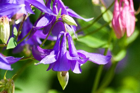 Bloom plant violet photo