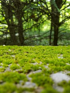 Nature stone mossy stone