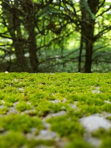 Nature stone mossy stone photo