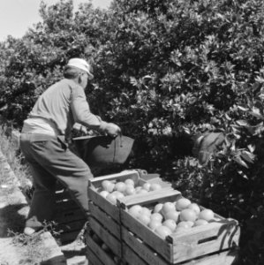 Spanje, landbouw, sinaasappeloogst, Bestanddeelnr 918-0119