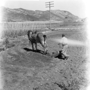 Spanje, landbouw, ouderwetse manier van ploegen, Bestanddeelnr 918-0111