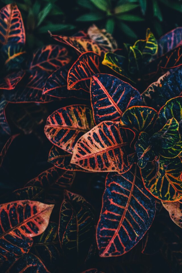 Leaf flora decorative