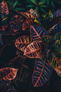Leaf flora decorative