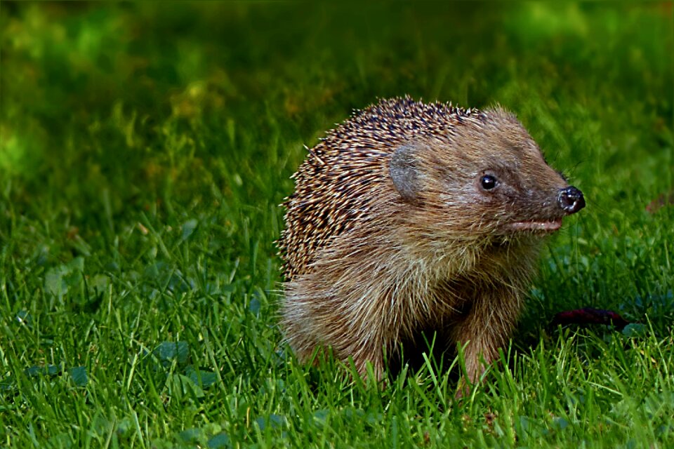 Erinaceus foraging garden