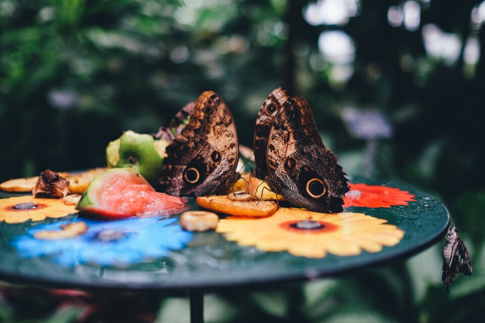 Feeding butterfly house caligo