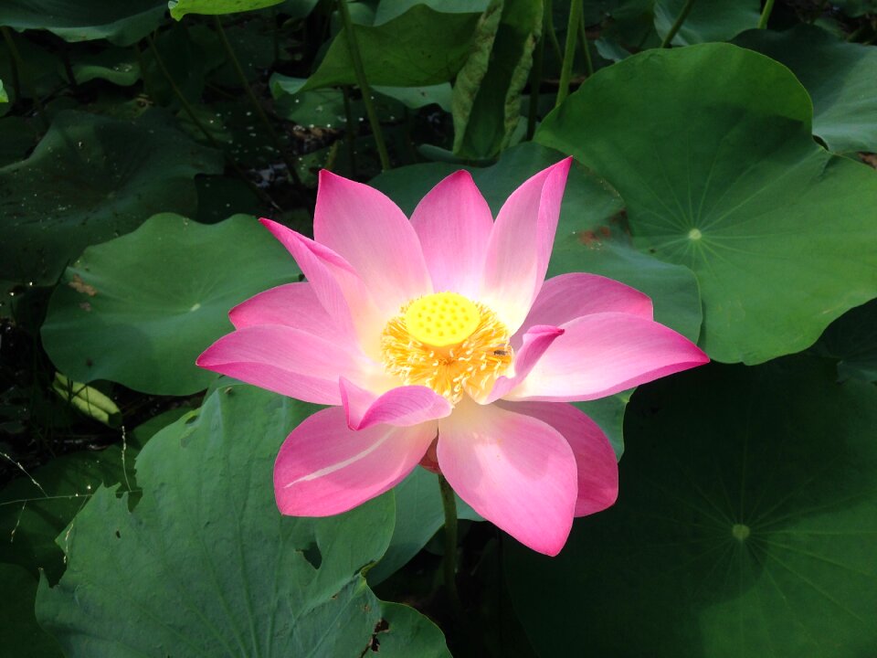 Lotus flower tropical blooming