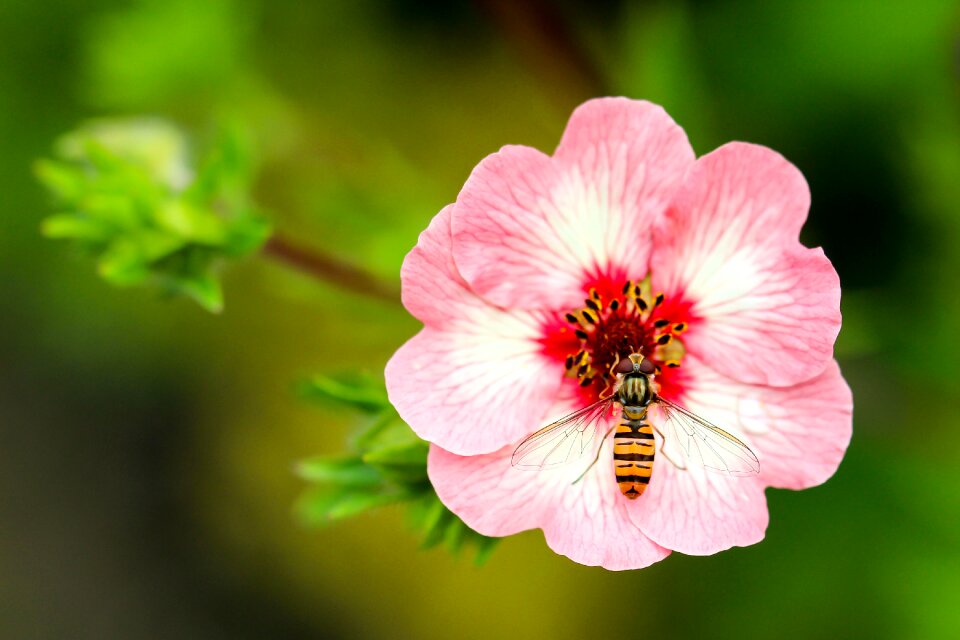 Collect pollen insect yellow black striped
