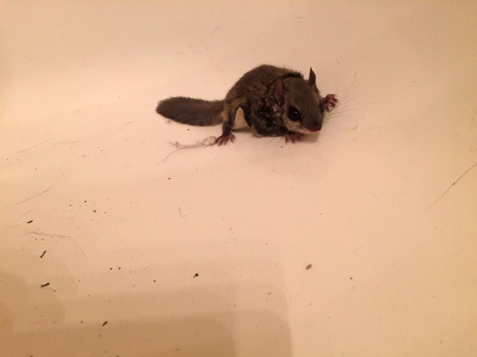 Southern Flying Squirrel Durham NC