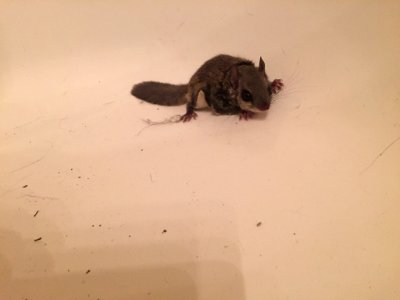 Southern Flying Squirrel Durham NC