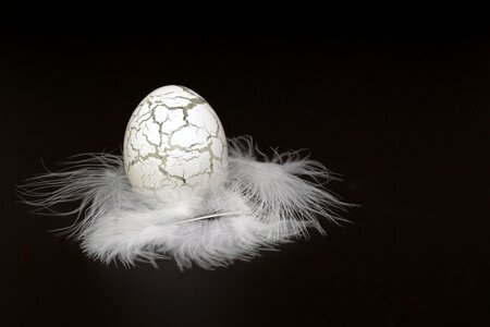 Fragile feather white photo