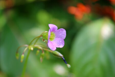 Botany wild flora flowers