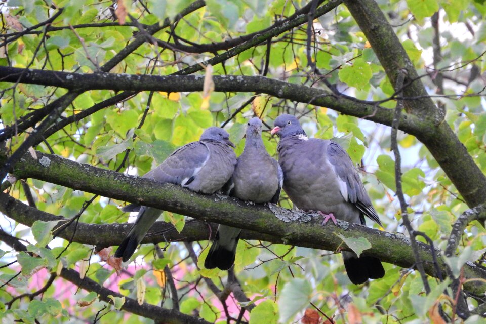 Pigeons birds on a branch columba
