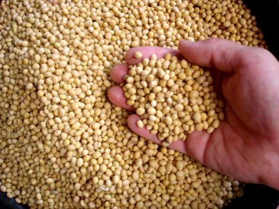 Soybeans (marketed 2