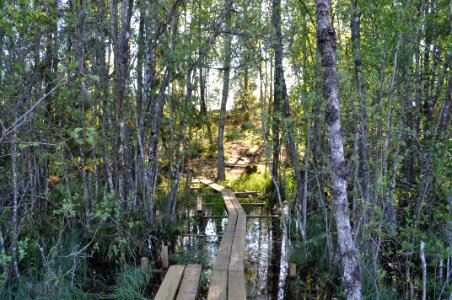 Spång - Marsjöns naturreservat