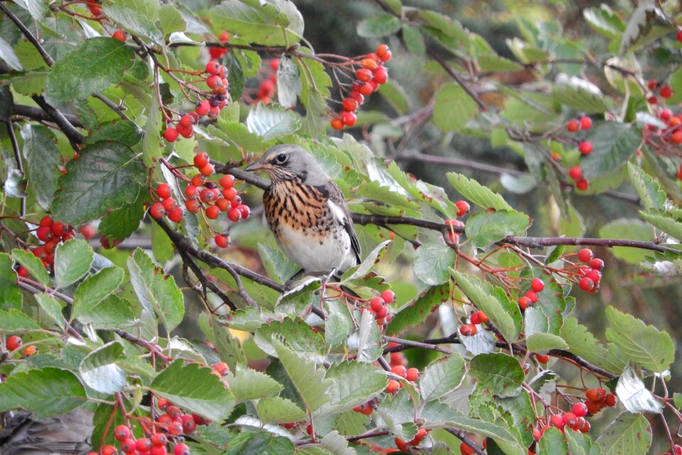 Songbird bird in the bush rowan photo