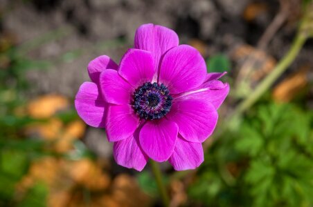 Bloom petals violet photo
