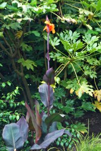 Speke Hall Garden Flowers
