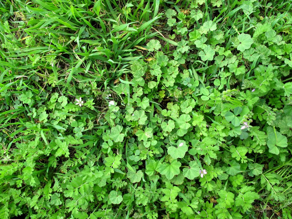 Southern California weeds in March