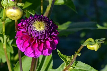 Bloom dahlia garden late summer photo