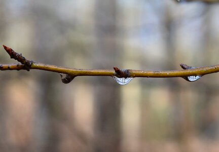 Twig tree plant