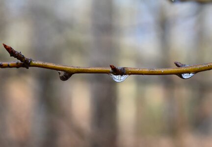 Twig tree plant photo