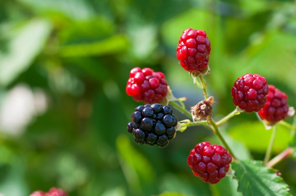 Ripening process on the mature garden