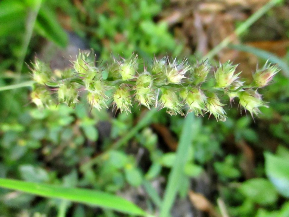 Southern sandbur (Cenchrus echinatus)