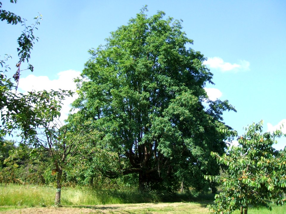 Speierling Kirschenberg Ockstadt 4