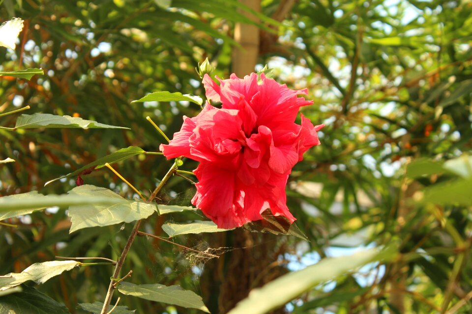 Flower red flower delicate flower