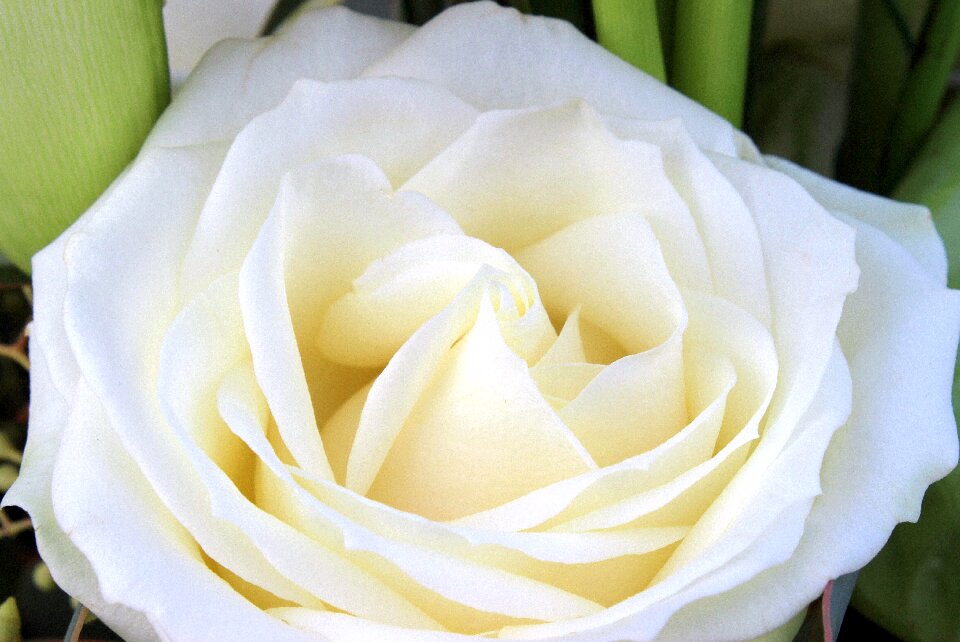 Flower nature tender