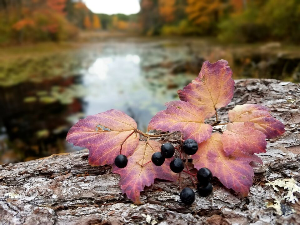 Leaf spring foliage