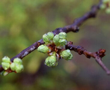 Blossom bloom flower