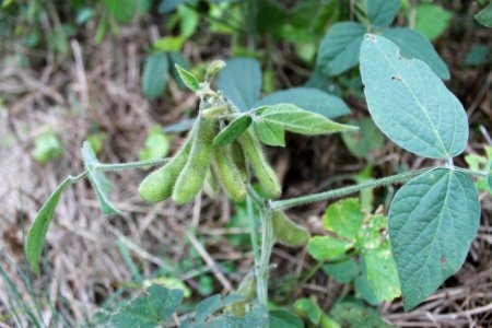 Soy bean pods photo