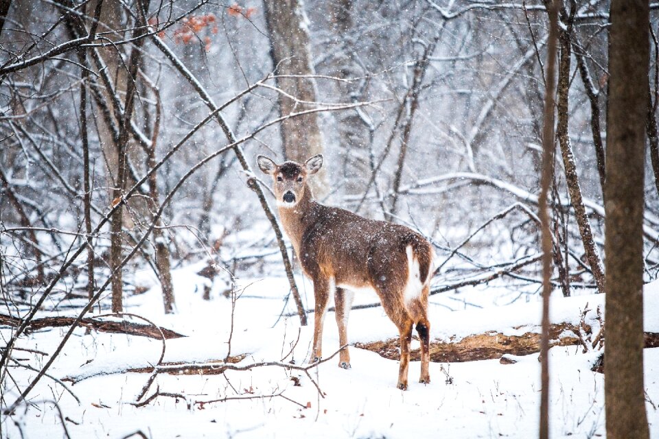 Animal mammal outdoors